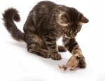 OurPet's Play-N-Squeak Twice the Mice Cat Toy, 2pc (Interactive Catnip Toy, Real Mouse Electronic Sound) - Image 3